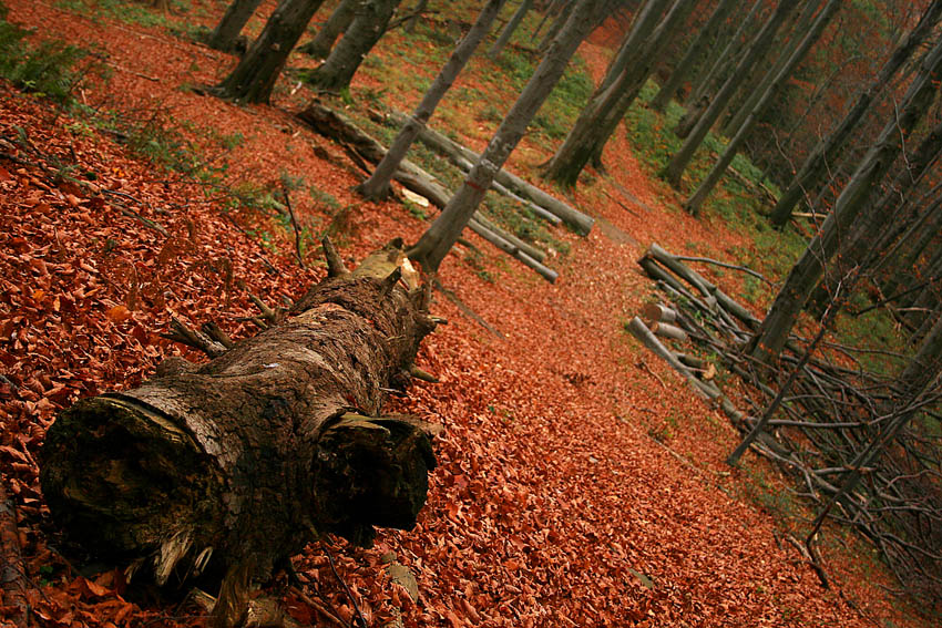 Bieszczady vol.I