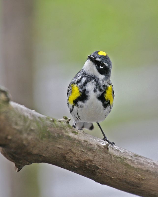 Yellow-ramped Warbler