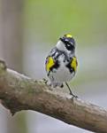 Yellow-ramped Warbler