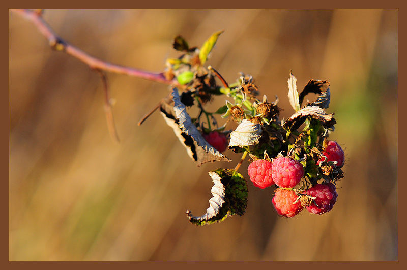 letnie wspomnienia...