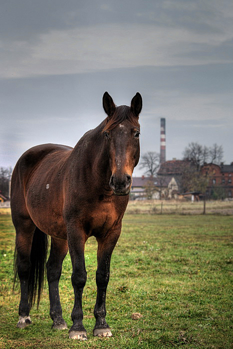 Konie Śląska I