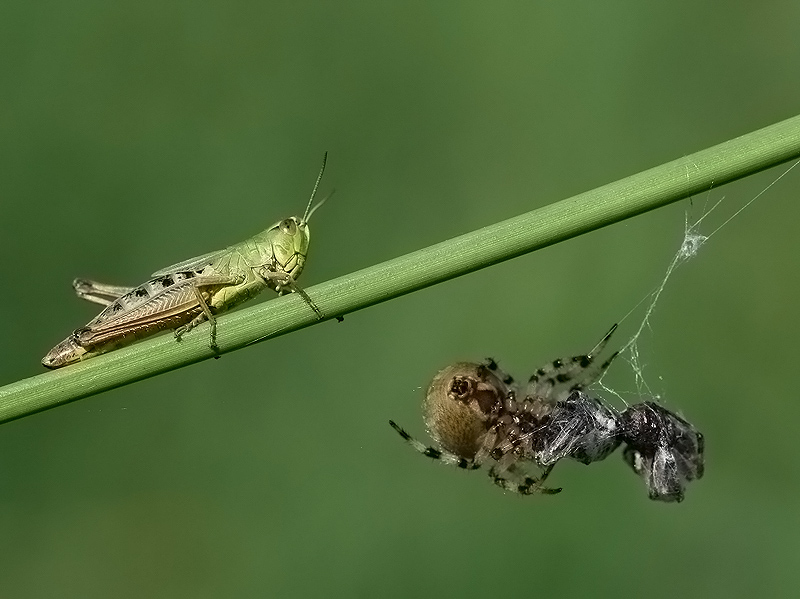 Boże, pozwól mi przejść niezauważonym