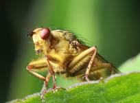 Golden Dung Fly