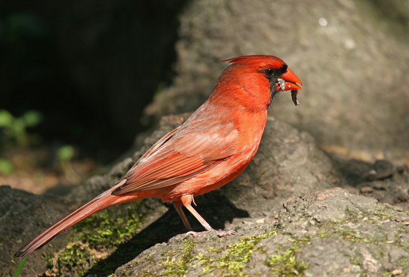 Northern Cardinal