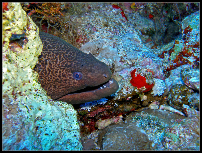 Giant moray