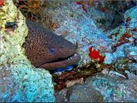 Giant moray