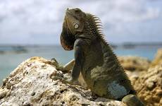 iguana z bonaire