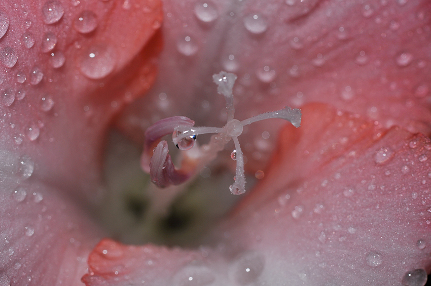 Gladiole