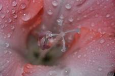 Gladiole