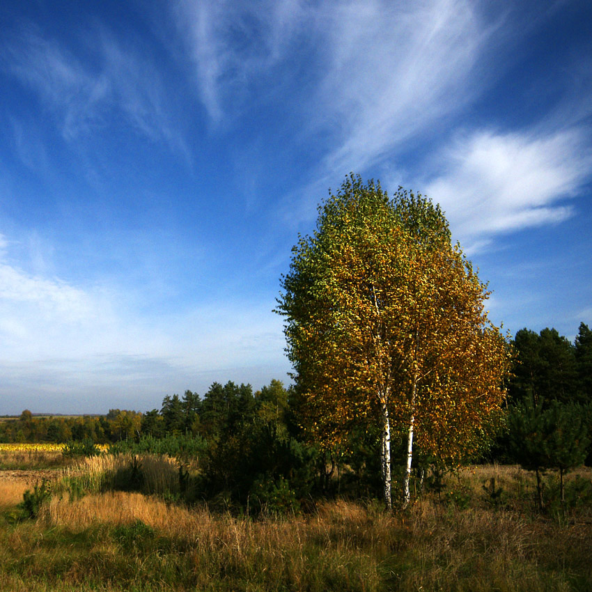 Brzózki