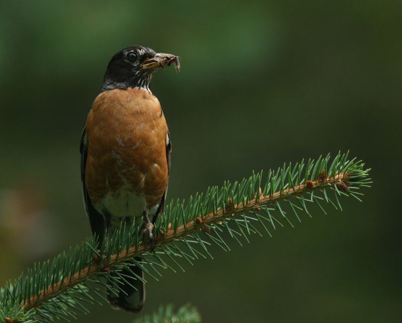 American Robin