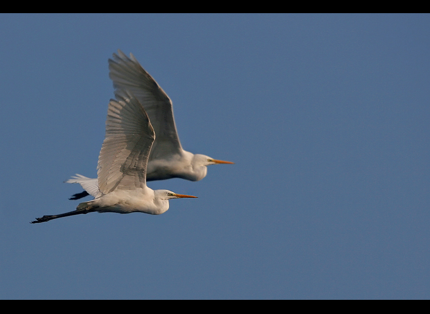 Czapla biała (Egretta alba)