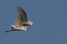 Czapla biała (Egretta alba)