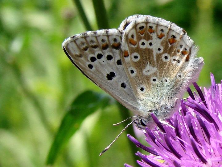 Polyomatus coridon