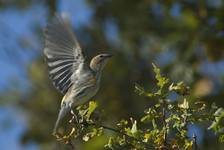 Lasowka pstra, Yellow-rumped Warbler, Dendroica coronata