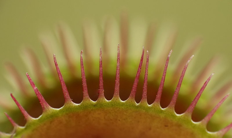 Dionaea muscipula