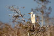 Ptaki Everglades - Czapla biała