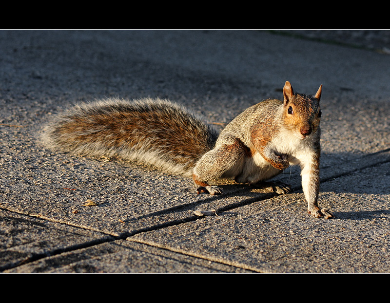 squirrel (2)