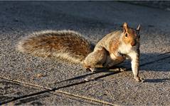 squirrel (2)