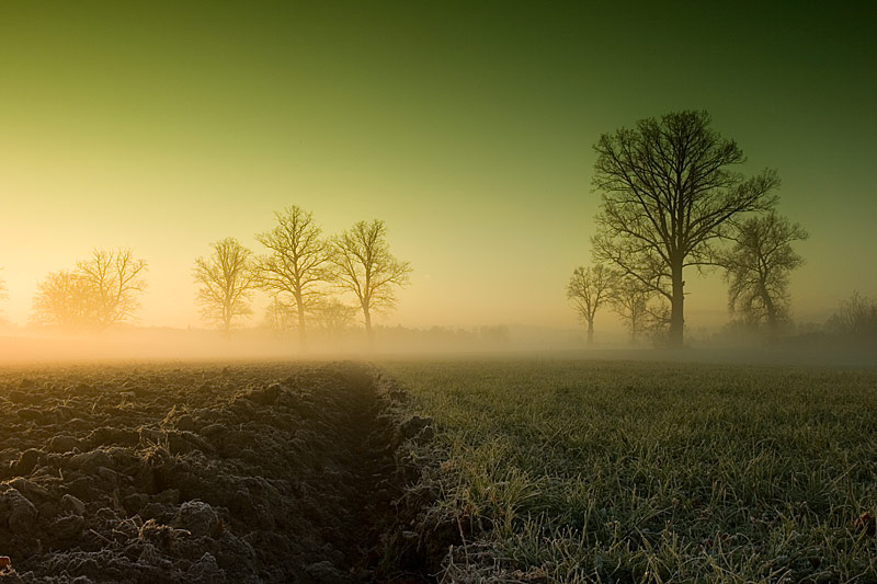 Dęby nad Dunajcem