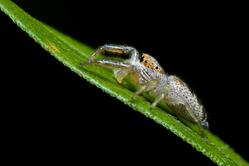 Jumping Spider - Phidippus