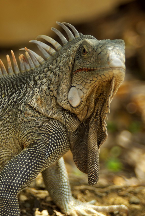 iguana z bonaire III