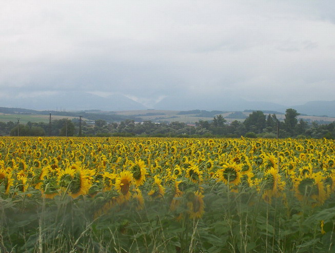 czekając na Godotta