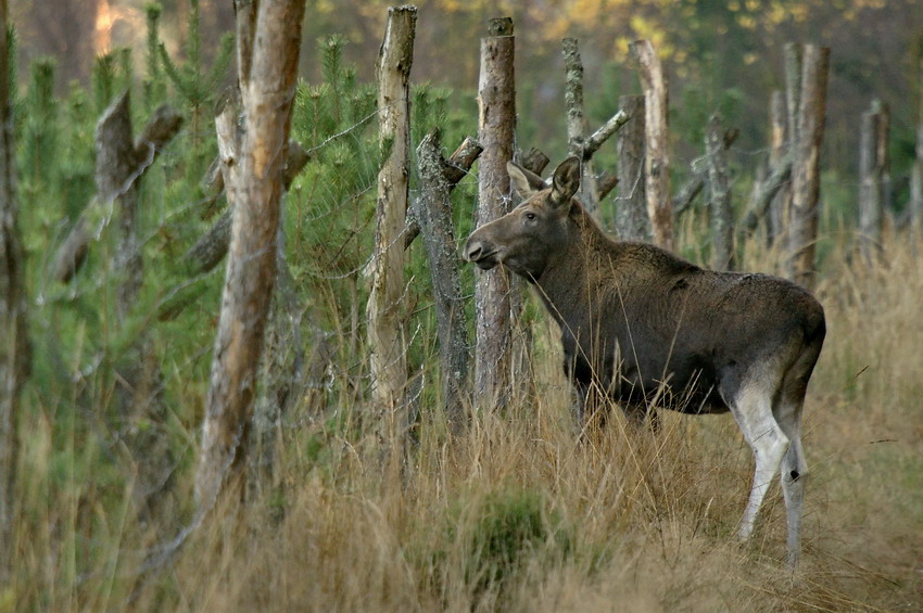 Łoszak