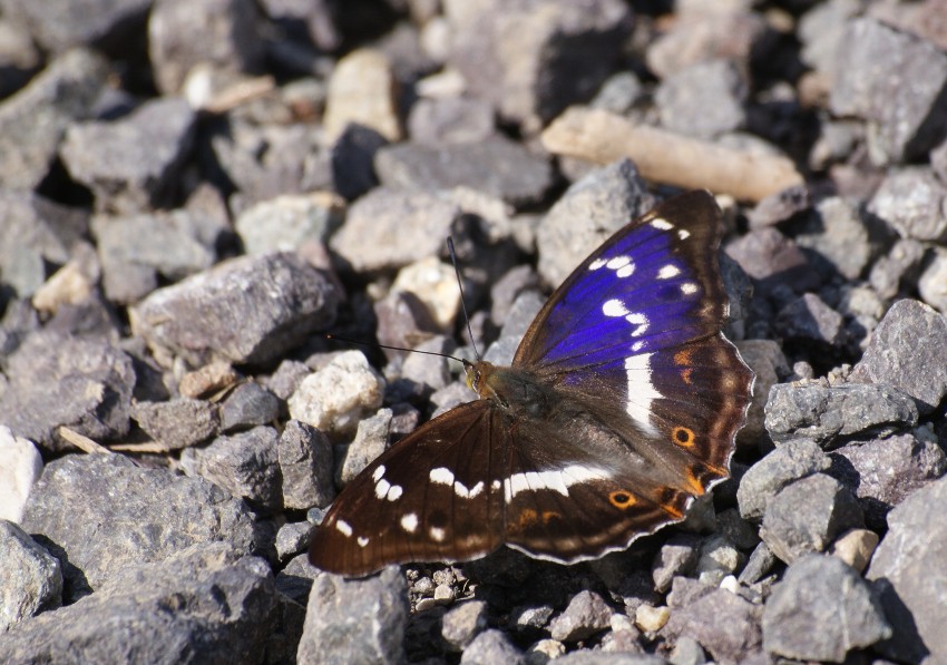 Motyl