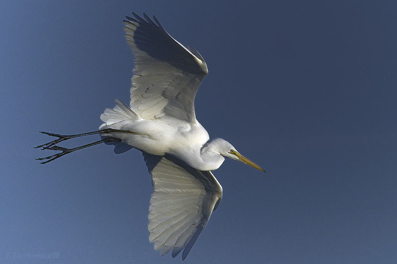 Ardea alba