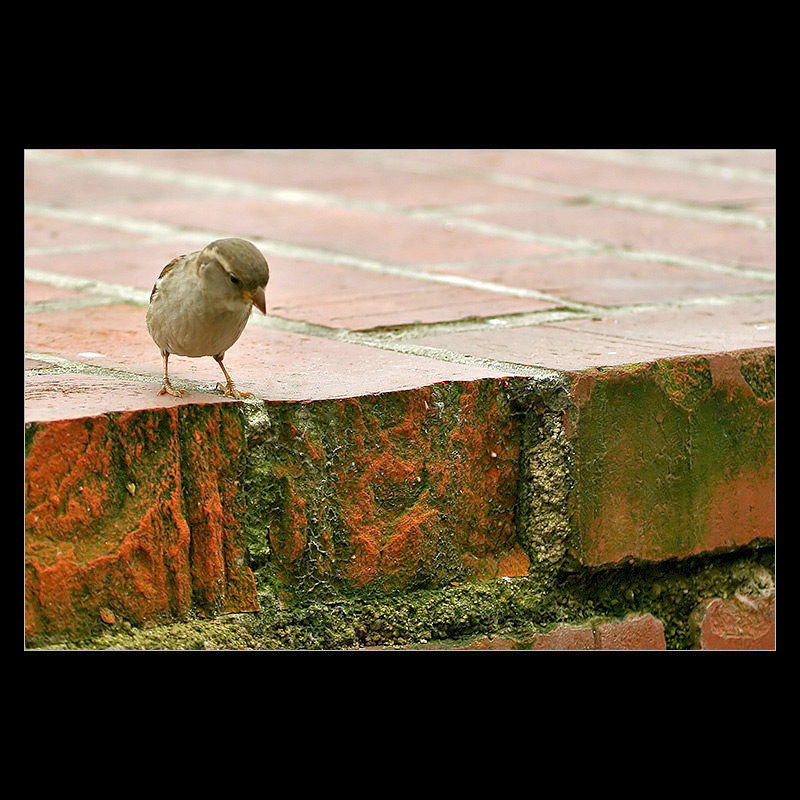 Deprecha malucha