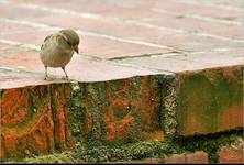 Deprecha malucha