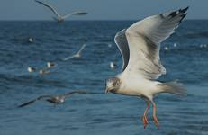 Larus argentatus