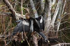 Ptaki Everglades - Anhinga