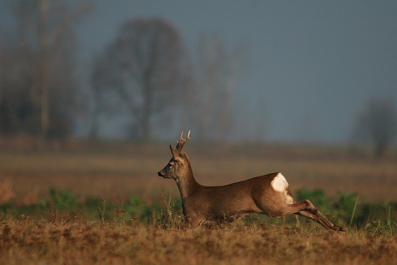 Koziołek