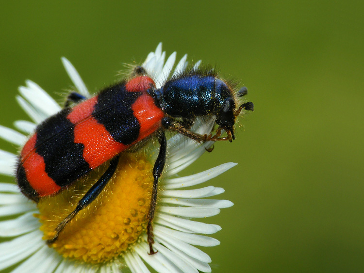 Barciel pszczołowiec