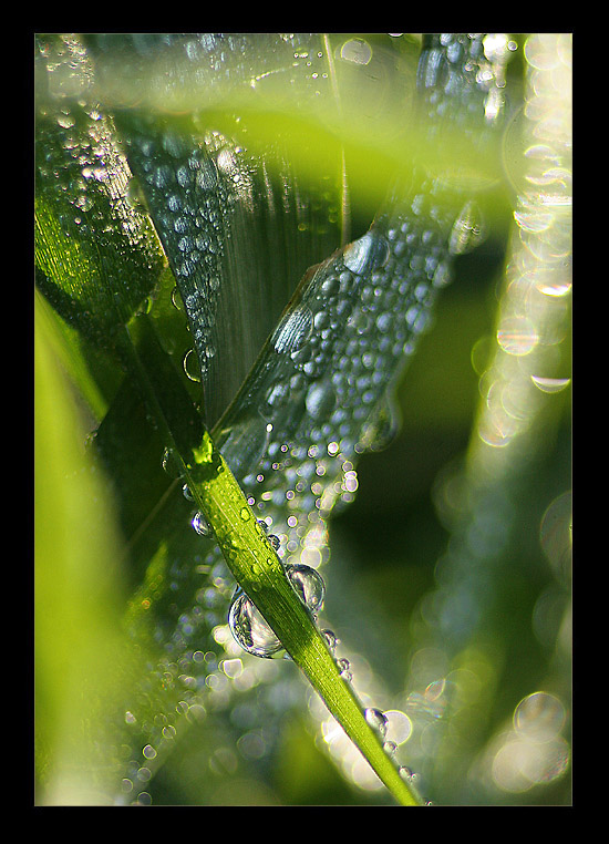 green water:)