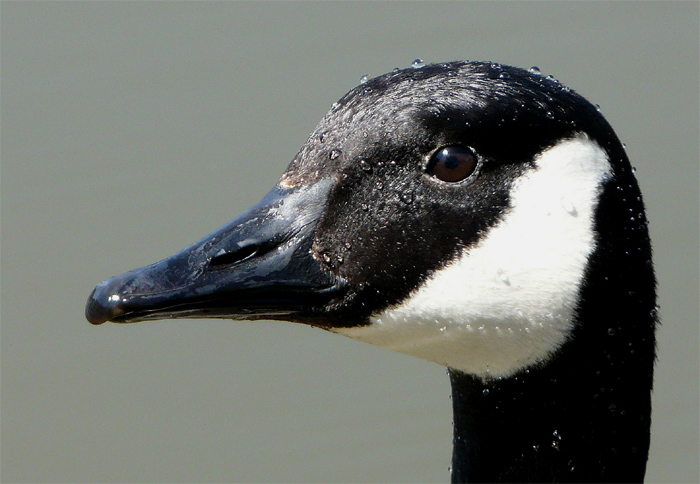 Gąska