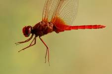 Szafranka czerwona Crocothemis erythraea