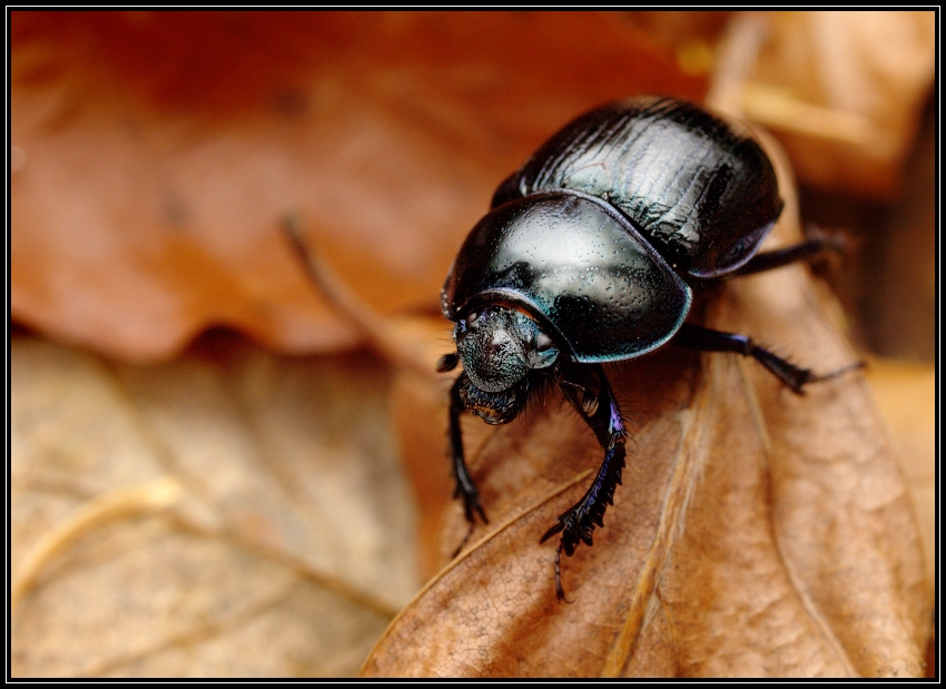 Pancernik Potiomkin