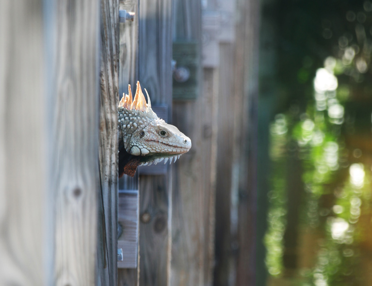 iguana