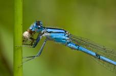 Tule Bluet - Enallagma carunculatum