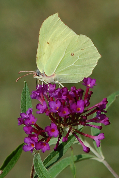 Motyl