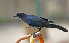 Boat-tiled Grackle