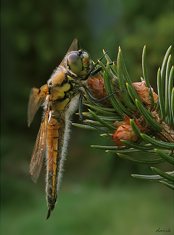 Czteroplamka