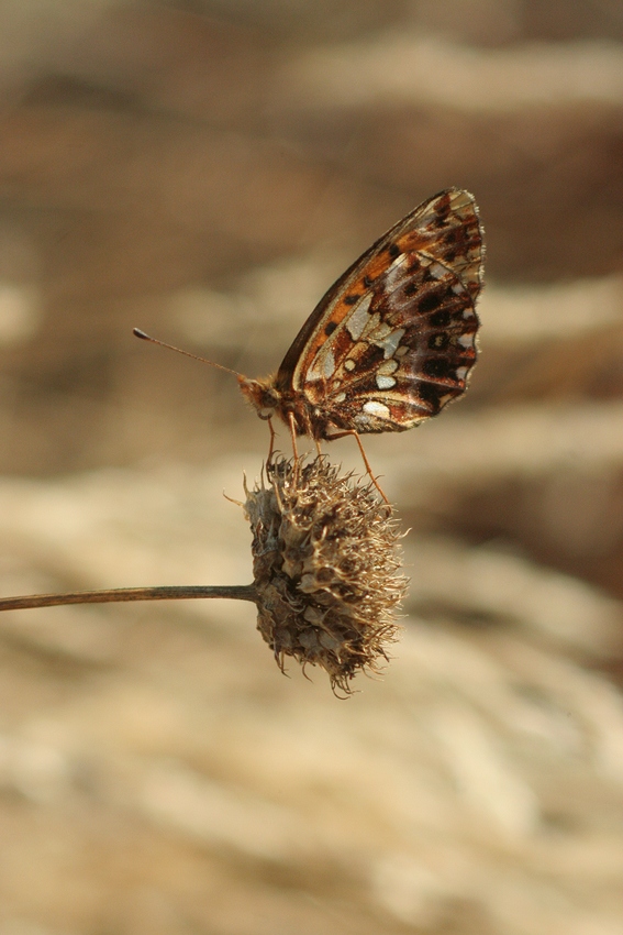 Dostojka dia (Boloria dia)