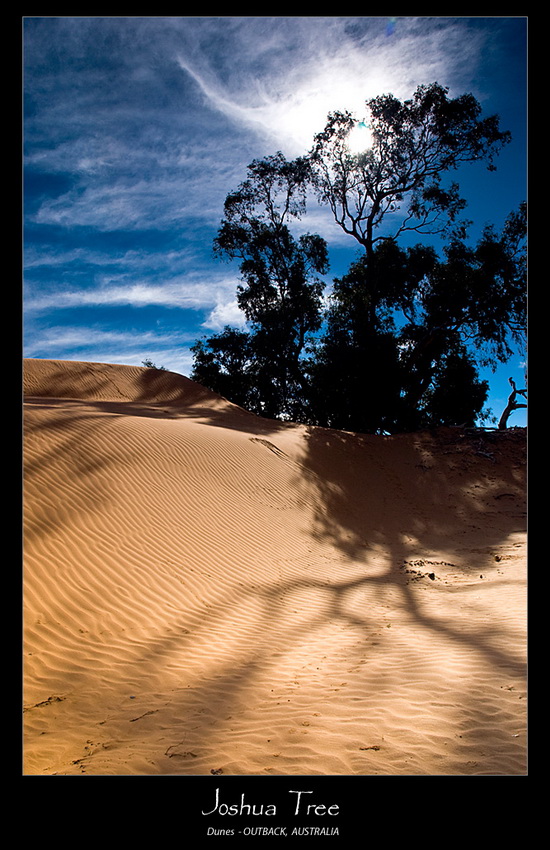 Prawie Joshua Tree ...