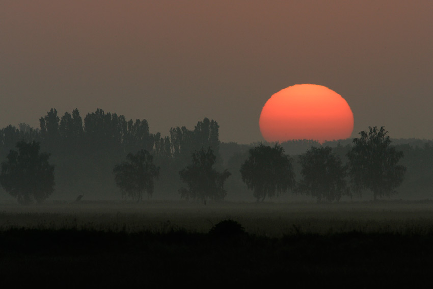 Czapla siwa o wschodzie