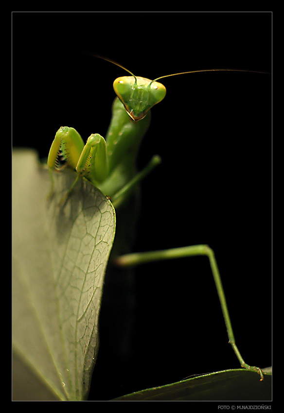 AKT, mod. [Mantis Religiosa], agencja.[brak]