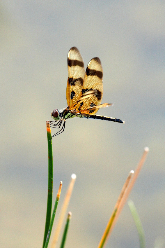 Ważka